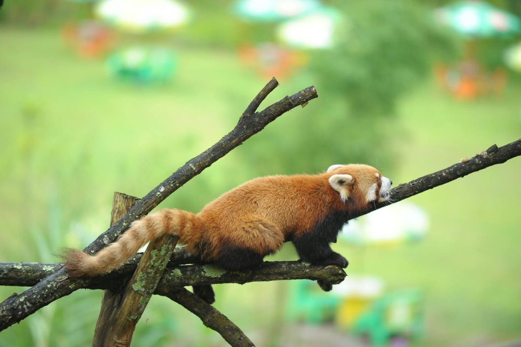 firefox résultat permis